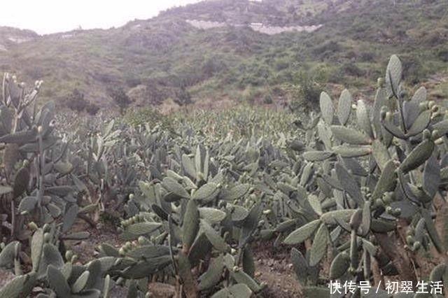 城里人|农村山上经常出现的果实,城里人很多都没见过,你知道它是啥吗