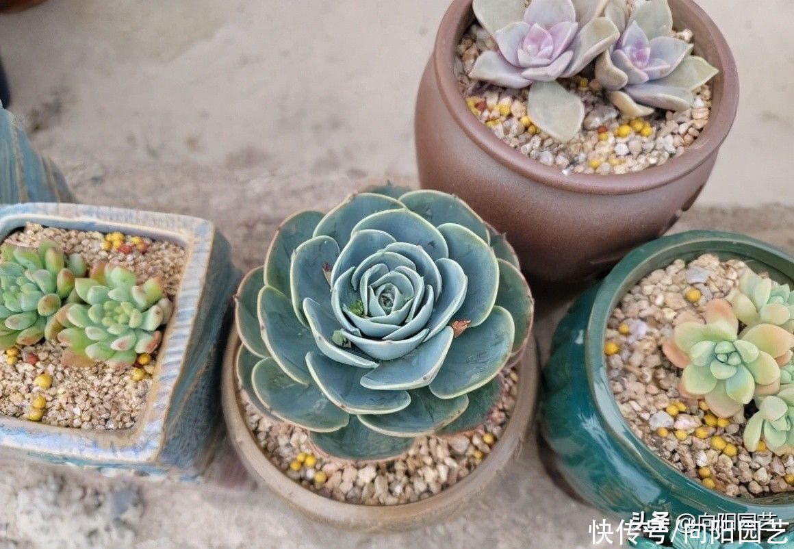 花盆|夏天种多肉,陶盆,紫砂盆最好,隔热效果好,更适合多肉生长