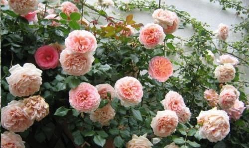 生病|5种月季花,号称开花机器,几乎不生病,新手也会养