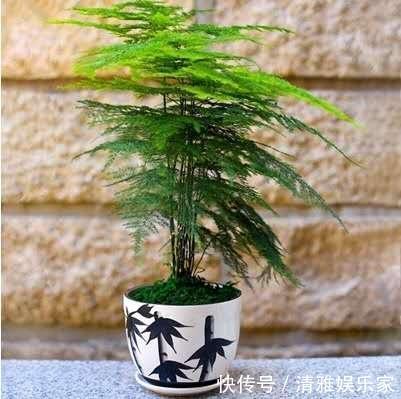 干叶|文竹切勿乱“摆放”,放家里2个“地方”,叶子不黄,长得好!