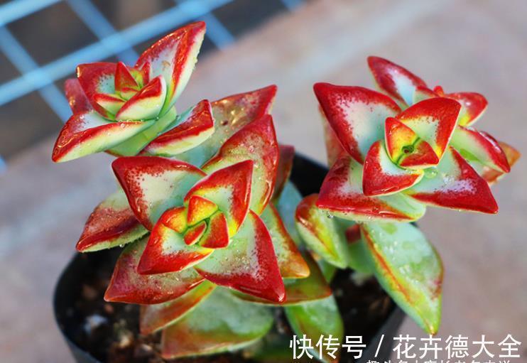 多肉自由女神——秋天入手冬天就美了,上色之后实物比照片还好看