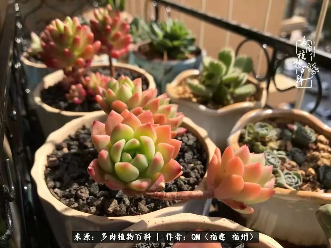 寒山转苍翠,秋水日潺湲——多肉未央,睹物思人!