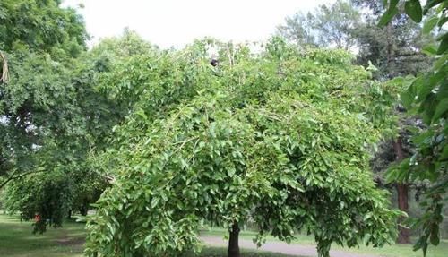 ?一年就能长成大树，果子隔夜坏，市场一斤35元，吃过吗？