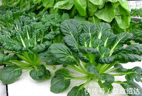 霜打过的菜为何甜？这4种菜不怕冻，别错过最后一种，越冷越好吃