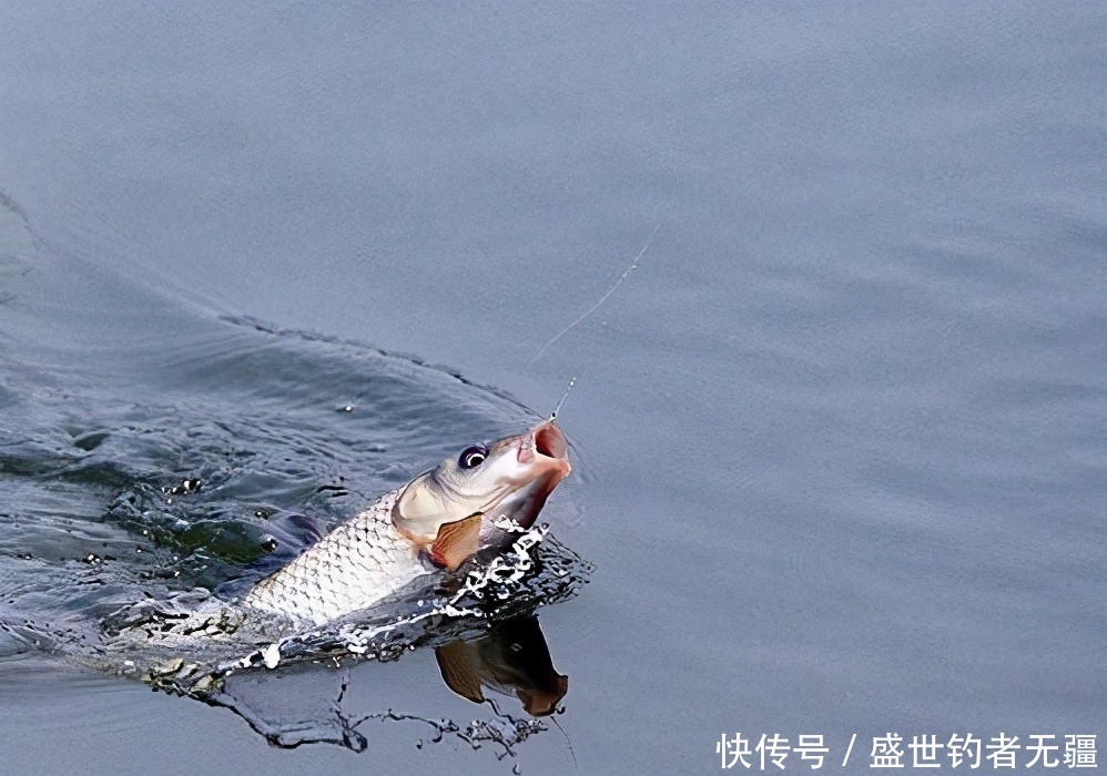大板|钓鱼高手狂拉大板鲫有绝活,这10个字一年四季都受用——盛世三渔