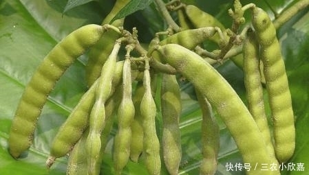 这植物果实有毒, 却也成了农民的“致富草”, 亩产可达10000斤