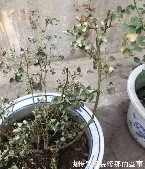 黄叶|月季大量黄叶，甚至变成了光杆，怎么办