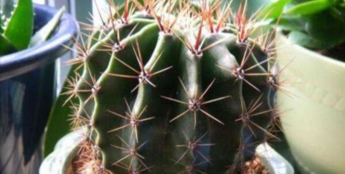 养护|仙人球出现腐烂,先不要扔掉,跟着养护专家学起来!