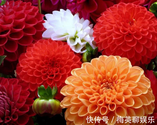 庭院公园|大丽花开花少怎么办教你3个小妙招,不仅开花更多枝叶还旺盛