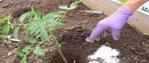 植物|养花养叶先养根掌握4个'壮根'小窍门，啥植物都能越养越好