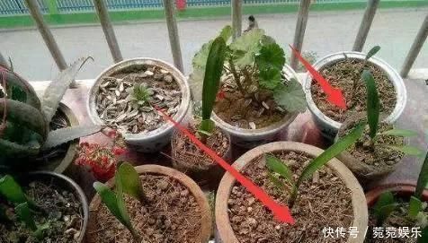 养花别只会傻傻浇水,老花匠教你1诀窍,让家里盆栽油光发亮