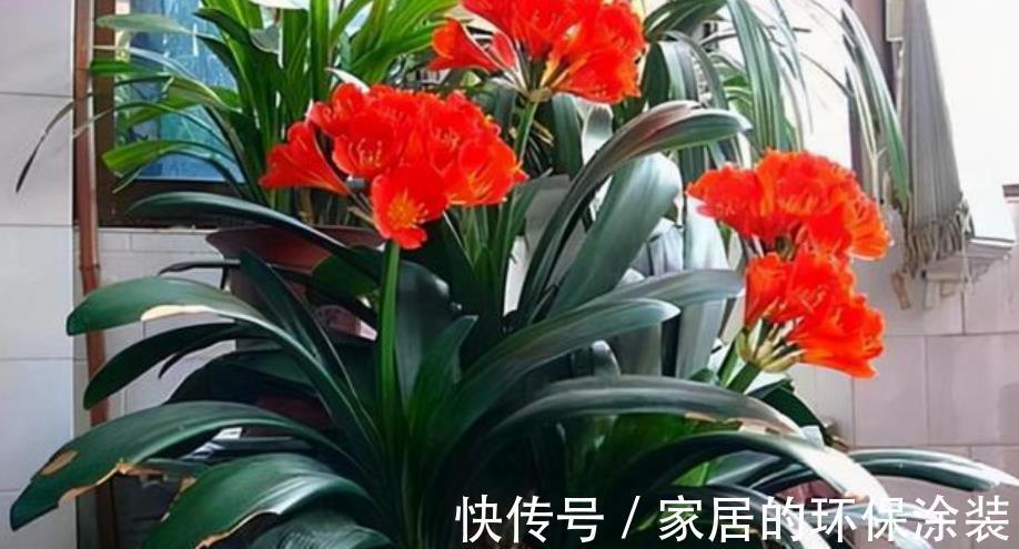 十月养君子兰，掌握“2多1忌”，花苞长满枝头，叶片挺拔油绿