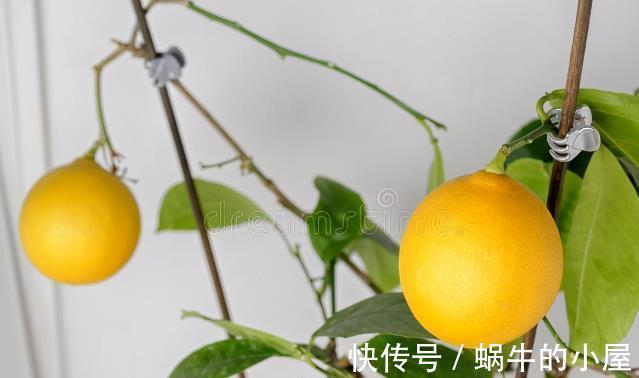 栽种|九月，很多养花人要笑了，因为7个好消息接踵而来