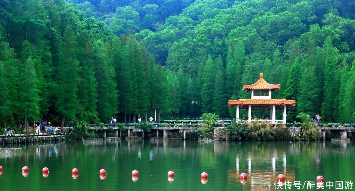 植物|深圳仙湖植物园，植物花卉形态各异，湖光山色，妙趣横生