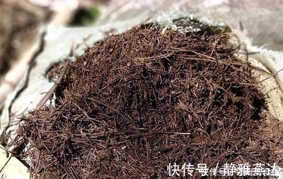 松针土|野外捡点“这种土”,栀子花茉莉花最喜欢,透气有营养,省钱好用!