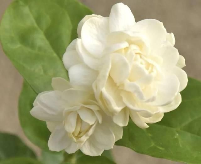 在花盆里栽种茉莉花,如何让它们每一年都能重新开花