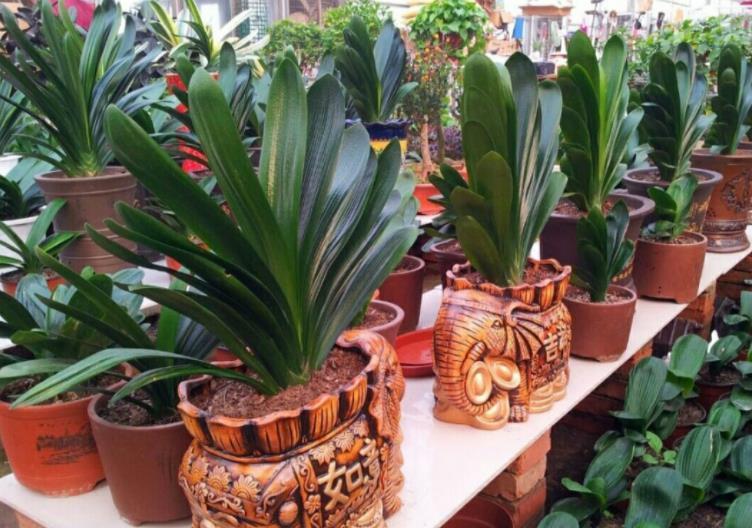 网格|君子兰夏季休眠,1个月灌一瓶它,不施肥,网格叶就越来越油绿