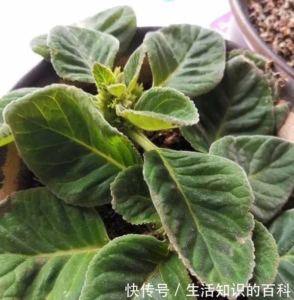 想省心就养这些花,没有病虫害,就爱开花!想省心就养这些花,没有病虫害,就爱开花!