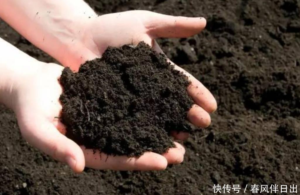 春天花儿要施肥,教你自制“花肥”,养啥花都旺