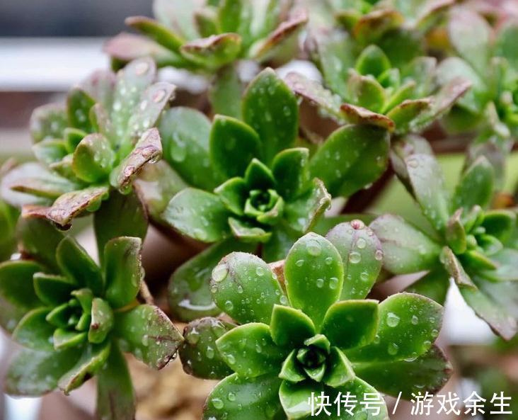 技巧|养花界的流行的口诀技巧,你能记住多少