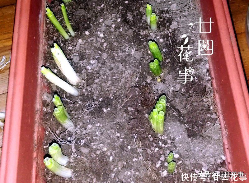 阳台种上4种菜，春节刚好上桌，自给自足，不怕菜涨价