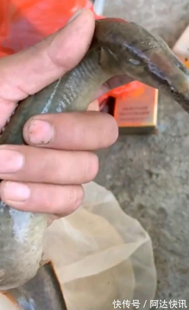 渔翁|潮州东溪河“巨型刺鳅王”被钓起，钓鱼反馈：太大了，不敢吃