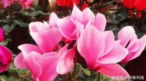 花色|4种花养家里,清新浪漫、气质出众,人养花,花也养人