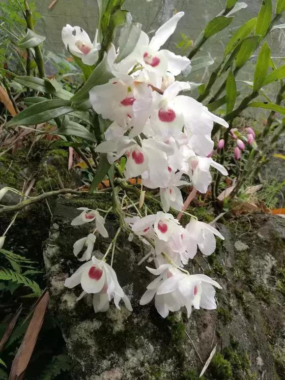  好看|还在养绿萝家里养盆“香香花”，好看好闻，清香四溢精神好！