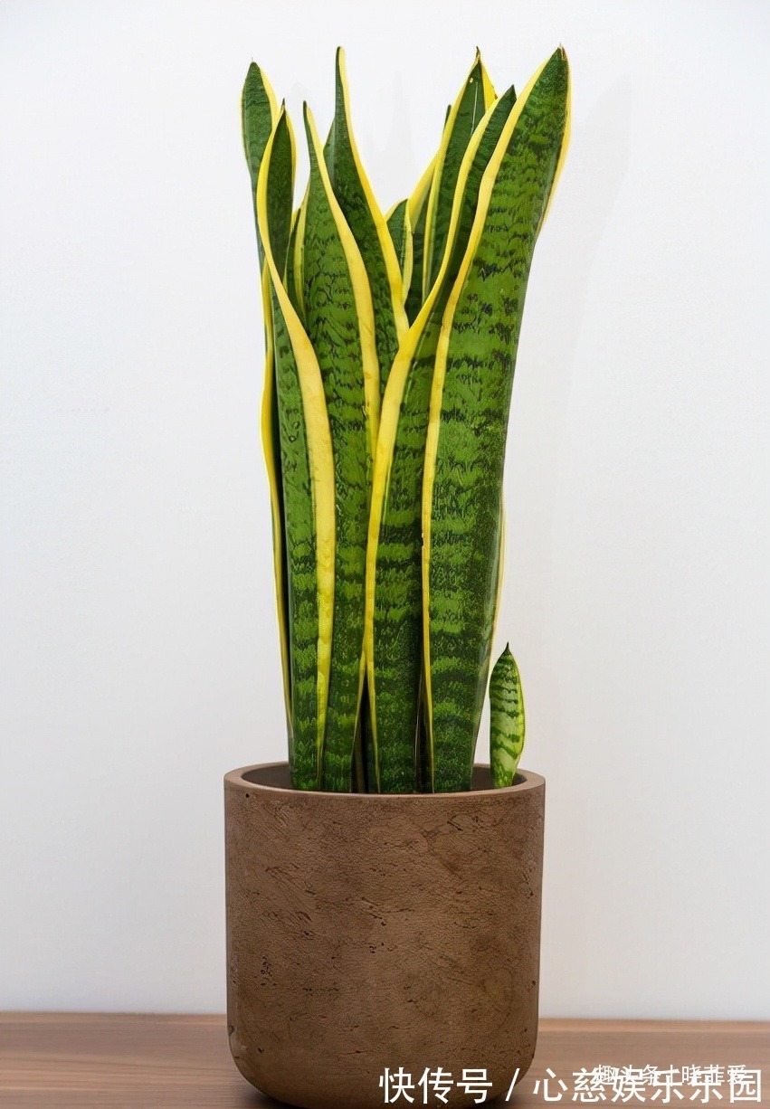 君子兰|客厅养花不宜多!12种“吉祥花”任选一种,寓意好“养人”还旺家