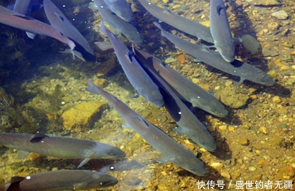 冷水鱼怎样才好钓?来看看老钓手的经验分享!——盛世三渔