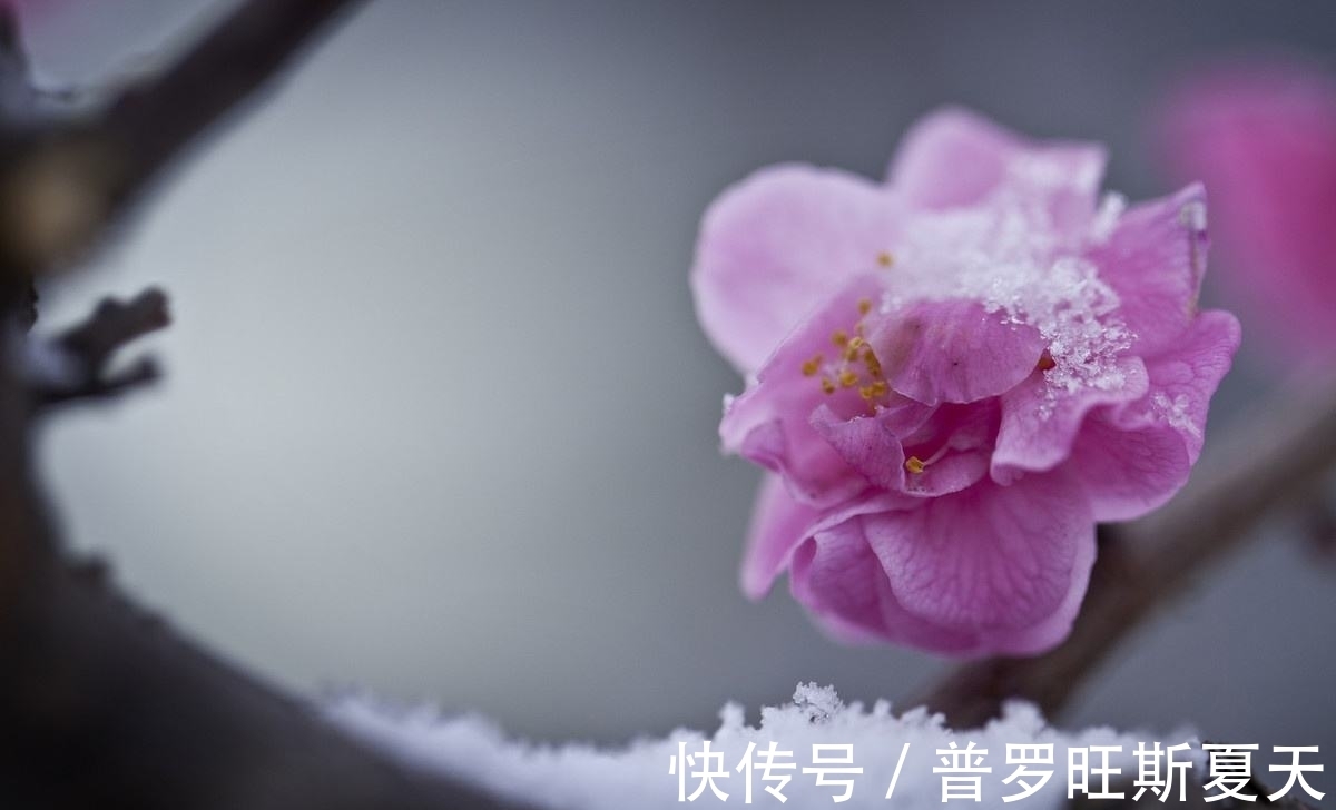 微雪$人气很高的10首咏梅诗,第一首非常励志,最后一首风骨高坚