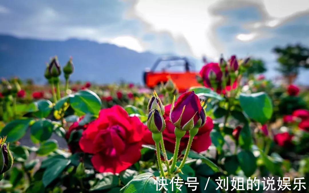 养花试试这几款，花色艳丽，经常被用来当做香水的原料