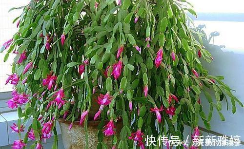 叶片|张大妈养蟹爪兰，只浇一种水，10天浇一次，11月就能开出好多花