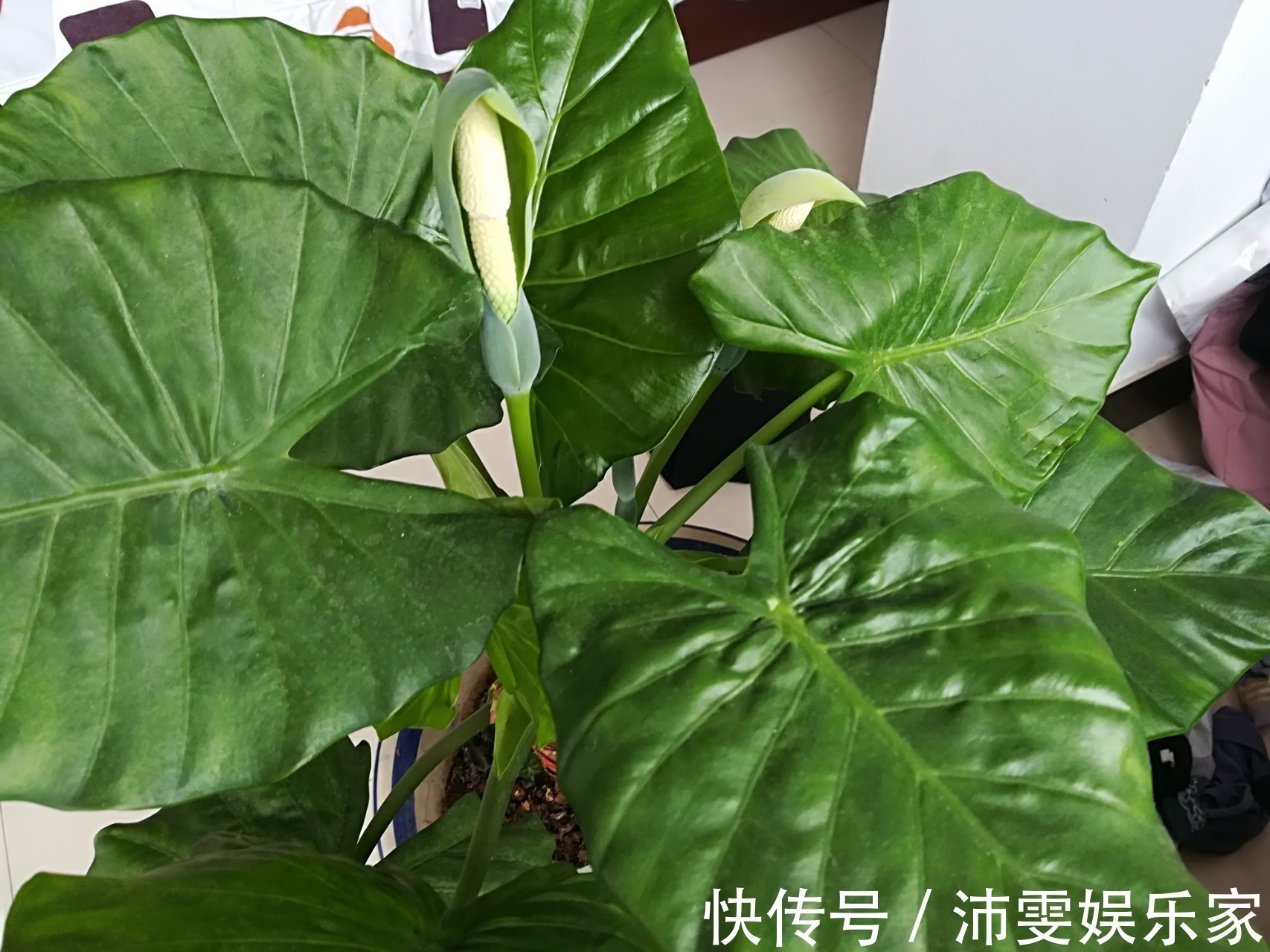 内蕴&此花身姿十分的优雅,开出的花酷似观音,象征着吉祥如意的寓意