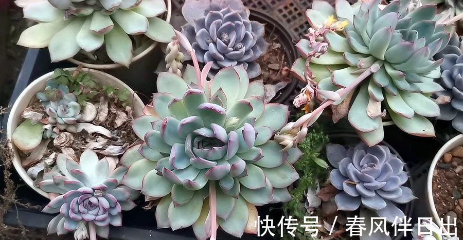 植株|多肉开花怎么办,花开完了怎么处理