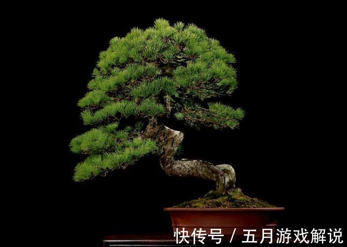 五针松盆景夏季养护做好此几点,四季常青