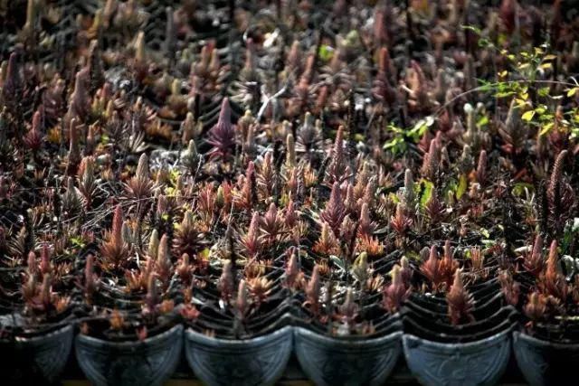 老房子|屋顶上的野草,人称“房神”,别再拔了,是福气!