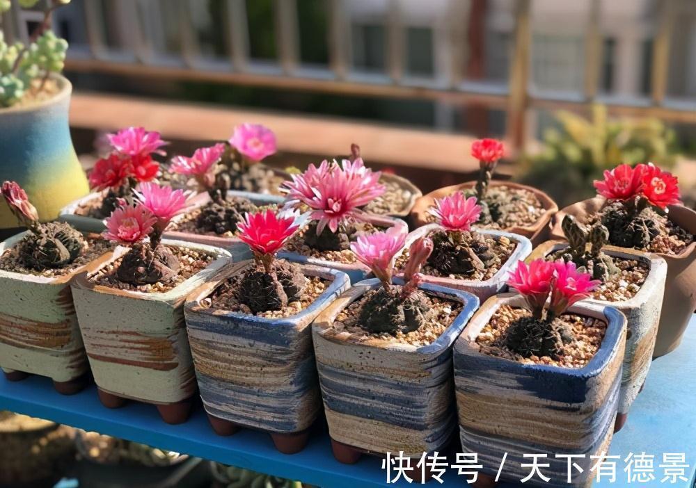 懒人|适合懒人养的“6种花”,不只是好养,还寓意好,利于健康