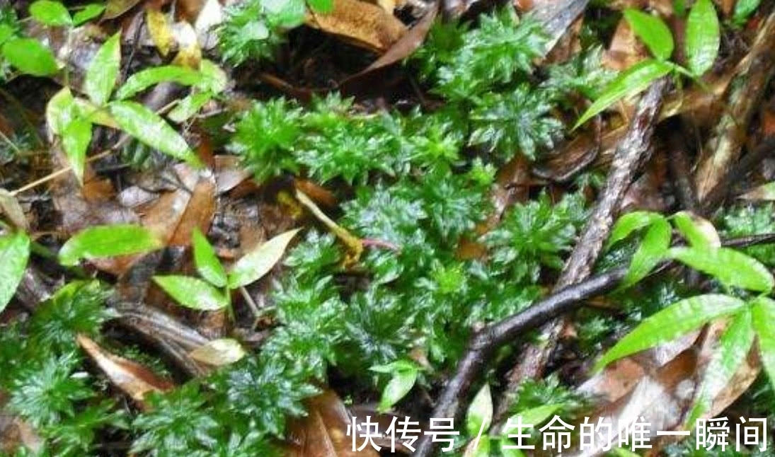 价值|虽然看起来是不起眼的野草,但其实这种野草的价值十分高