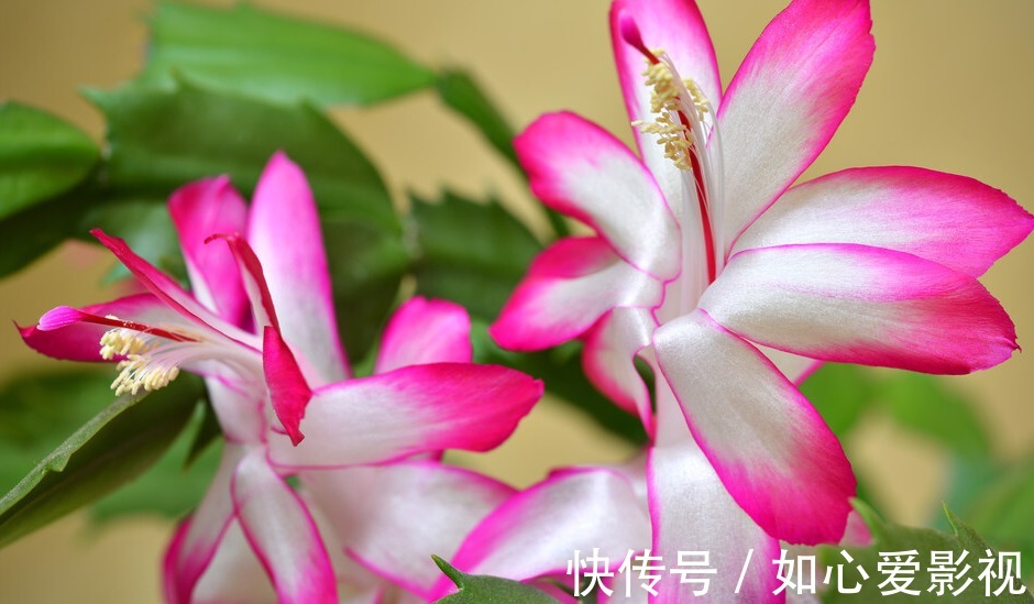 蟹爪兰|啤酒浇蟹爪兰,用2种方法,叶片浓绿、根系发达