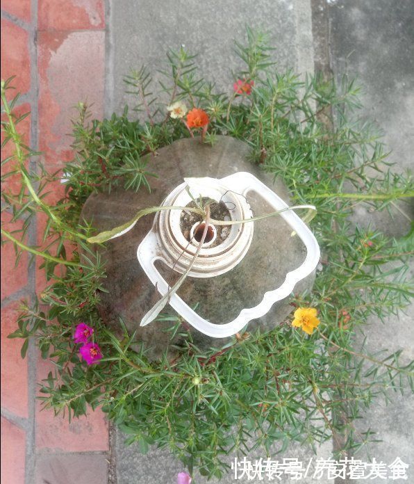 家里的油桶不要扔，拿来种菜养花，省钱又好用