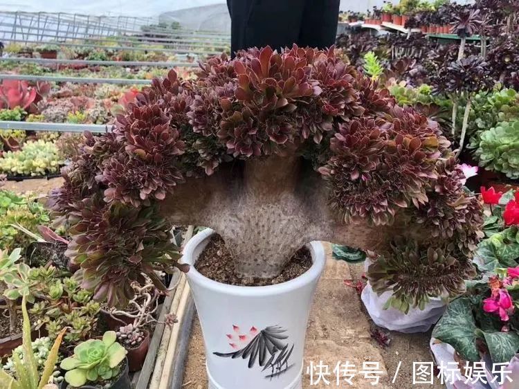 遇见，是一生！遇见多肉，是我的余生和全部！