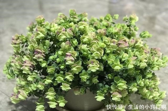 香气|此新型“网红”盆栽,花叶俱美,香气四溢,种植容易,很值得栽培!