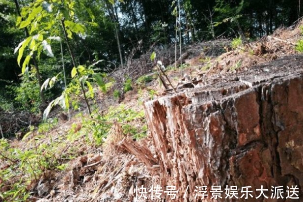 松树|种兰花的第一步是植料，材料选对了，养出好兰花并不太难