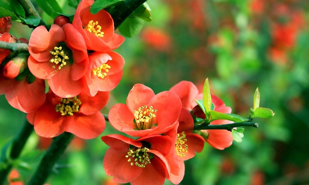 此花高雅潇洒,开花的时候花团锦簇,是花中的贵妃