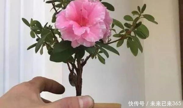 根系|盆越小水越少，长势越好的几种花，看看你家有没有。