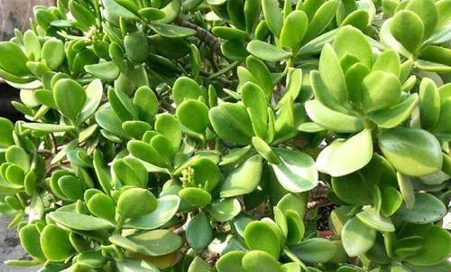 此3种花不用买,手勤快的人摘个叶子就长一棵,2个月长满盆