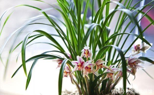 建兰|知道兰花有多少个兰花一共有7个种类,知道你养的那种吗