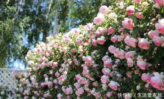 天热怕花草黄叶枯死夏养米兰、月季、茉莉，花开让你大饱眼福