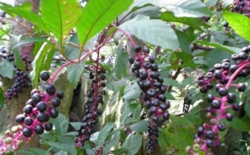 土人参|农村常见的“土人参”,能清热解火,解毒散瘀,降血压,你认识吗